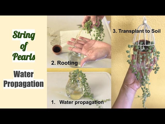 How to propagate String of Pearls succulent plant