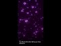 Your blood cells fold in half 500,000 times and survive #Shorts