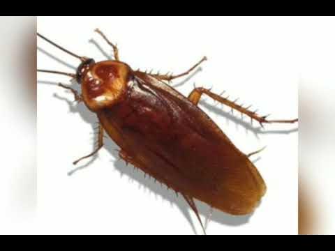 Mobil porno qisqa videolar