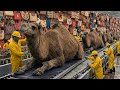 Inside the Desert Leather Factory – (Full Process) How Luxury Bags Are Made