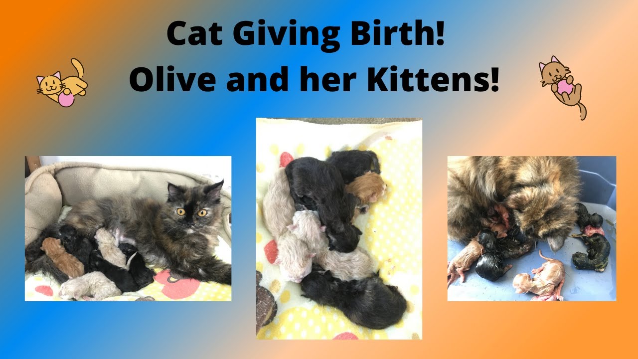 Cat Giving Birth Olive giving birth to 6 kittens PetInfoWorld YouTube