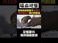 幫海鳥清除虱子為藉口，其目的是為了大口喝它們的血！ #shorts