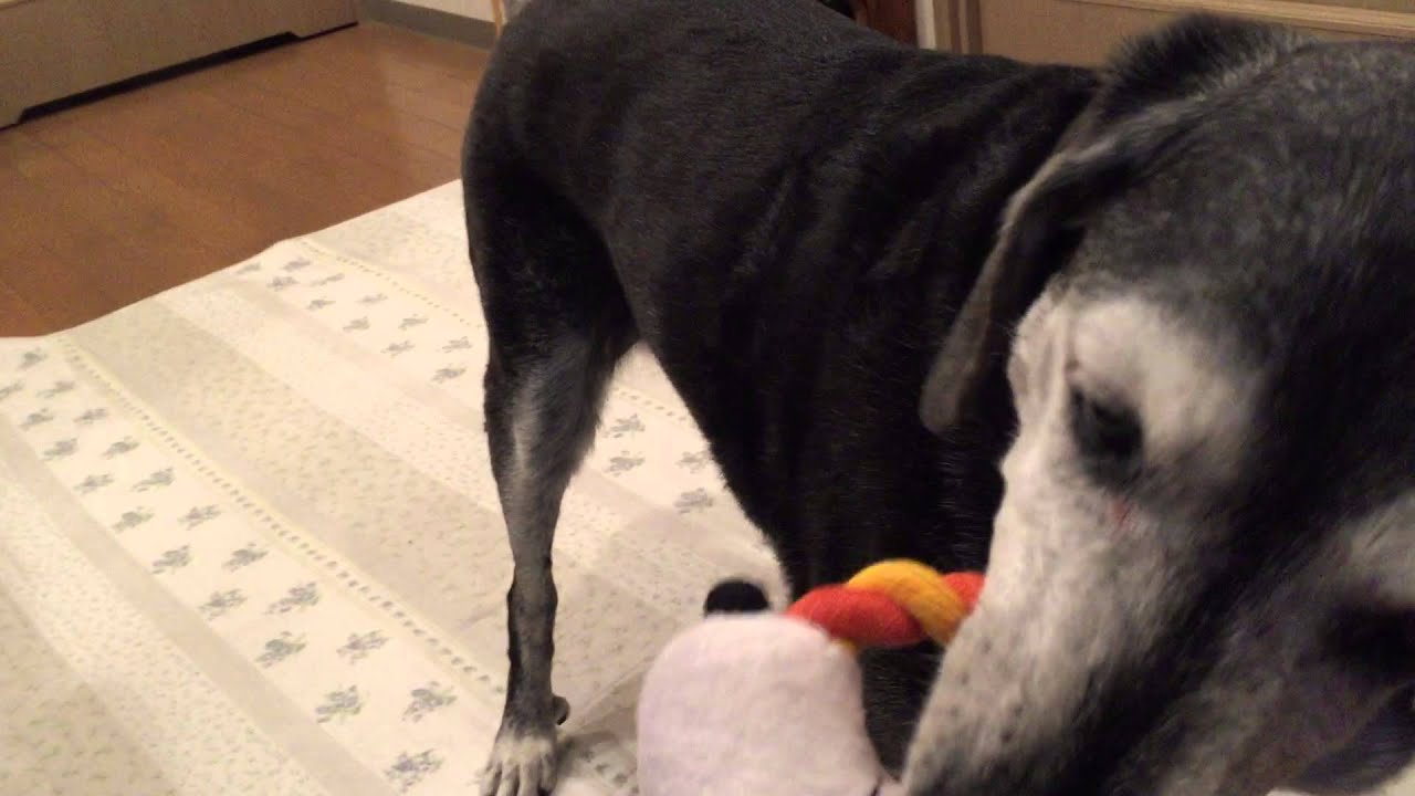 １６歳老犬ソフィーおもちゃ自慢 Youtube