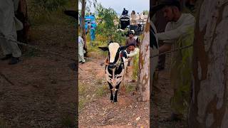 Jaffar Mandi 2026 | Fateh Jang | MA Vlogs | #jaffarmandi #fatehjang #bulls #eiduladha ##fatehjangi