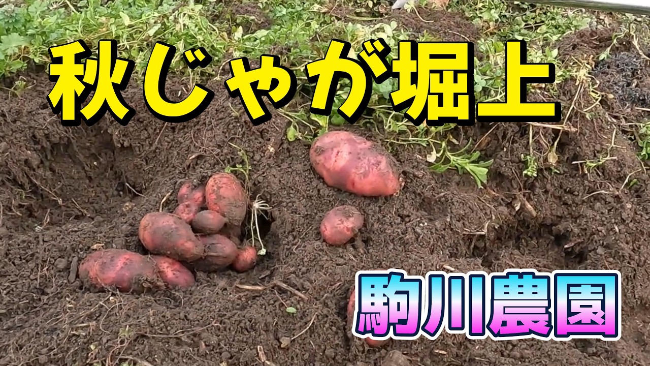 春じゃが植え付けまじか『秋じゃが堀上』　駒川農園　26.2.20