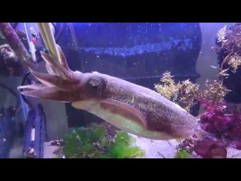 釣られるイカ 海水魚水槽 マリンアクアリウム Youtube 釣られるイカ 海水魚水槽 マリンアクアリウム Youtube