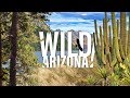 Wild arizona