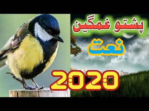 pashto-naat-2020-|-pashto-new-naat-2020-|-new-pashto-naat-2020