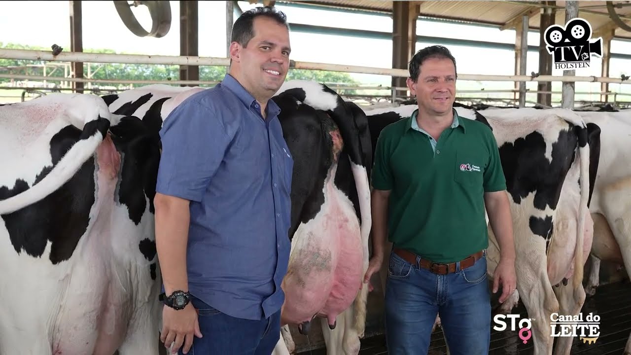 🐄🥛 Excelência genética e alta performance na Fazenda Figueiredo | TV Holstein