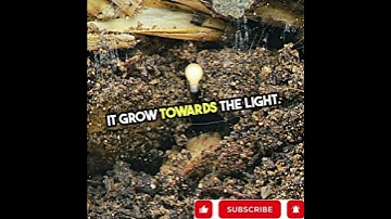 Unlock Your Inner Potential  Grow!  #GrowthMindset #PersonalGrowth #Inspiration #Motivation