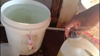 Menanam cabai sistem guyur ponik | Part 1