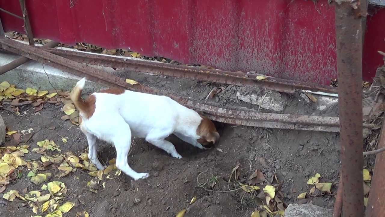 Fox trans. Собака подкоп под забором. Собака делает подкоп под забором. Лиса в Приднестровье.