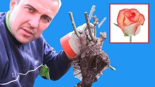 Download Lagu Een roos verplanten MP3