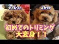【トイプードル】子犬ちゃん生まれて初めてのトリミングで大変身!!