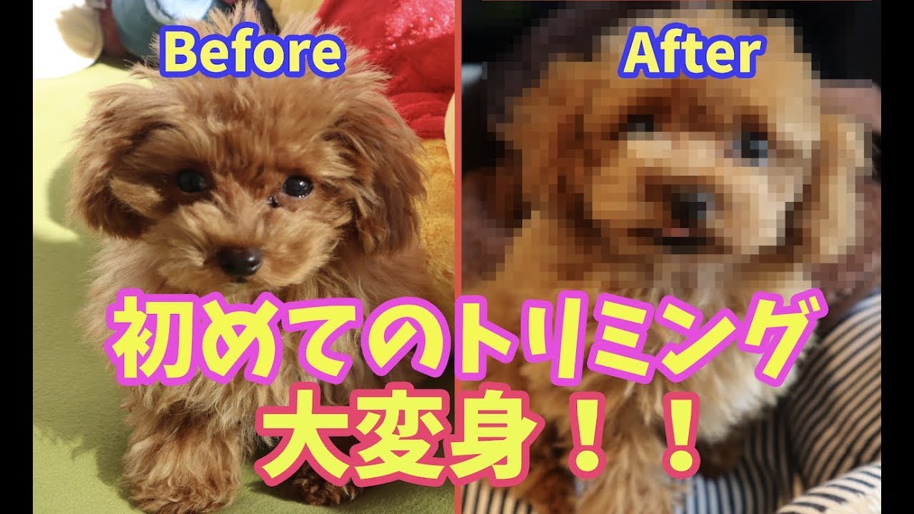 トイプードル 子犬ちゃん生まれて初めてのトリミングで大変身 Youtube