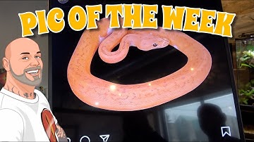 MC PIC Of The Week! So Many Nice Snakes To Choose From