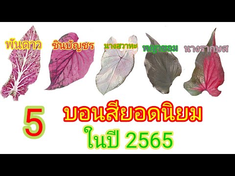 5 บอนสียอดนิยม ปี2565