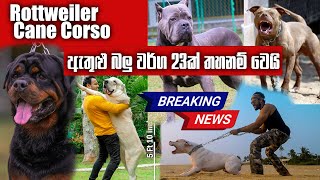 Rottweiler - Cane Corso ඇතුළු බලු වර්ග 23ක් තහනම් වෙයි  | Pet Talk by Pet Talk 24,769 views 1 month ago 3 minutes, 36 seconds
