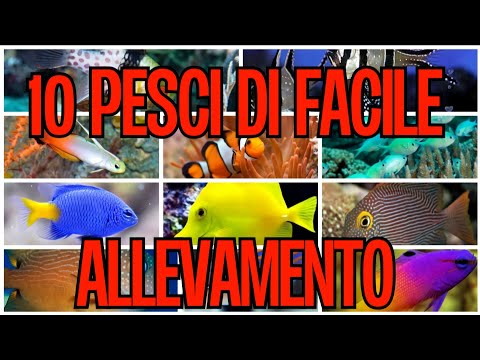 Video: 10 migliori pesci tropicali per principianti