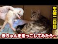 生後2日目の赤ちゃん猫を抱っこしたら…