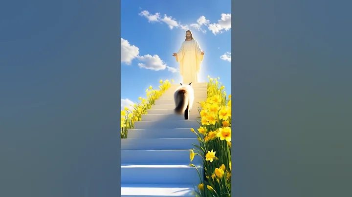 Video 11902751: turkish angora cat