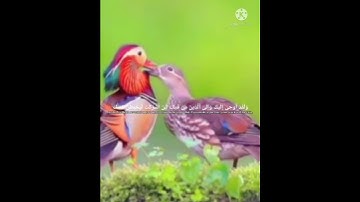 تلاوة خاشعة للقارئ  صاحب الحنجرة الذهبية "إسہلامہ ڝــبــحۡــې"♡♡♡