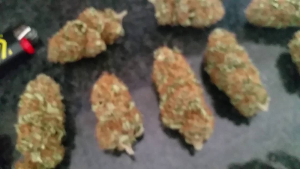 ROYAL QUEEN SEEDS SOUR DIESEL HARVEST REPORT!