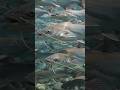 🐟 Massive School of Giant Boal Fish Swimming Underwater | Amazing Aquatic Life in Nature 🌊
