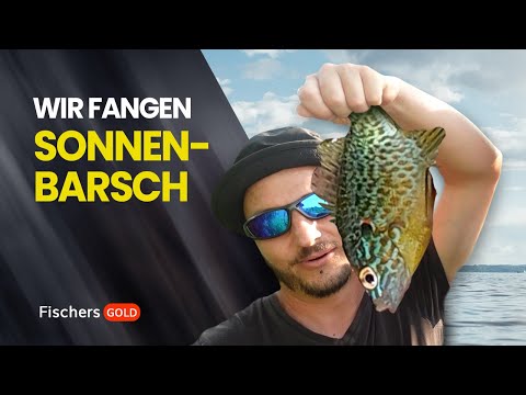 Video: Fresst Sonnenbarsch Algen?