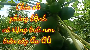 Tuấn Nguyễn vlogs -Chia sẽ và phòng bệnh và rụng trái non trên cây đu đủ.#tuannguyenvlogs