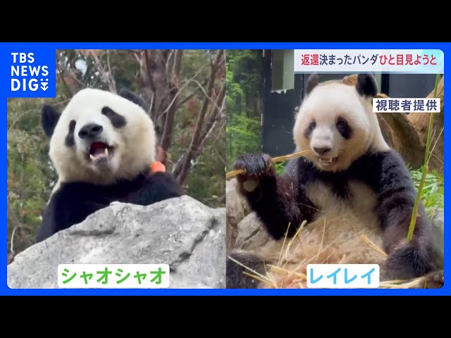 上野動物園に長蛇の列】「お別れ」発表後はじめての週末 パンダ
