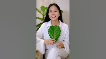 Tác Dụng Tuyệt Vời Của Lá Bàng ? | Minh Minh