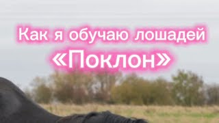 видео: КАК НАУЧИТЬ ЛОШАДЬ ДЕЛАТЬ ПОКЛОН? картинка: КАК НАУЧИТЬ ЛОШАДЬ ДЕЛАТЬ ПОКЛОН?