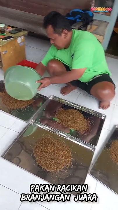 pakan racikan branjangan juara #branjangan #branjanganparva