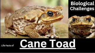 Cane Toad