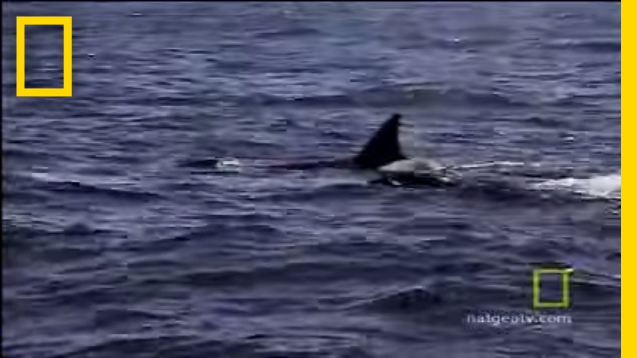 Animals Attack: Killer Whale vs. Sea Lion | National Geographic - YouTube