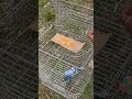 This Smart Bird Trick Saves Food Instantly 😱🐦 #shorts #Viral #BirdHack #Farming