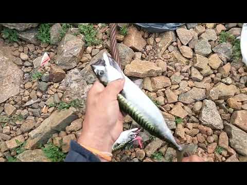 صيد السكمبري الماكريل بطريقة الشرشور  