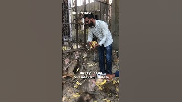 Vrindavan dhaam daily monkey sewa🙏🙏 #vrindavandham #jaigaumataki #jaishriram #monkeylove