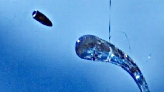 AK-47 vs Prince Rupert's Drop (at 223,000 FPS) - Smarter Every Day 170 AK-47 vs Prince Rupert's Drop (at 223,000 FPS) - Smarter Every Day 170