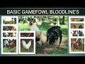 GAME FOWL BLOODLINE'S  (Origin & Characteristics)