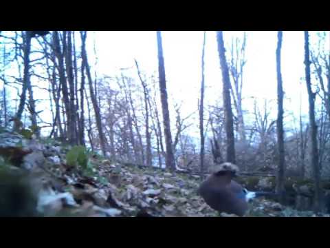 ფოტომახის ვიდეო ჩხიკვი, ლათ  Garrulus glandarius ლაგოდეხის დაცულ ტერიტორიებზე