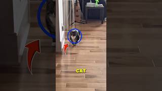 Top 5 Funniest Cat Moments That Make ZERO Sense 😭