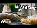 This Snake Survived being Hit by a Car!