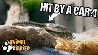 This Snake Survived being Hit by a Car!
SUBSCRIBE FOR WEEKLY WILDLIFE VIDEOS! :D
On todays episode of Animal Diaries, were gonna be taking a look at a snake that was clipped by a car, ended of surviving and is now doing perfectly well! The question is: how?
As always we hope yall enjoy this video ;D
Wanna keep up to date with all our adventures? Follow me on instagram to see what were working on! https://www.instagram.com/acetrainerzac/?hl=en
Wanna help support the LWA Channel? Consider purchasing....
MERCH! https://shop.missingink.com/lwamerch
Welcome to the Lifes Wild Adventure channel! With lots of adventure, fun, and most importantly, animals! Join Zachary Gray, a young wildlife enthusiast, on all of his adventures with some of the most unique creature on the planet! From the smallest ants, to the big dinosaur like crocodilians, this channel is all about getting YOU into wildlife! This channel is all about animal education and exploration, learning about the world around us, and the animals we share it with! This Snake Survived being Hit by a Car!