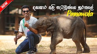 Most Funny and Cute Baby Elephants in Sri Lanka  | Pinnawala Elephant Orphanage