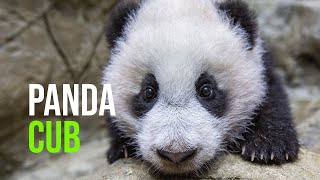 A Look Back At Xiao Qi Jis First Year