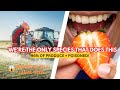 Are Pesticides Hiding in Your Food?