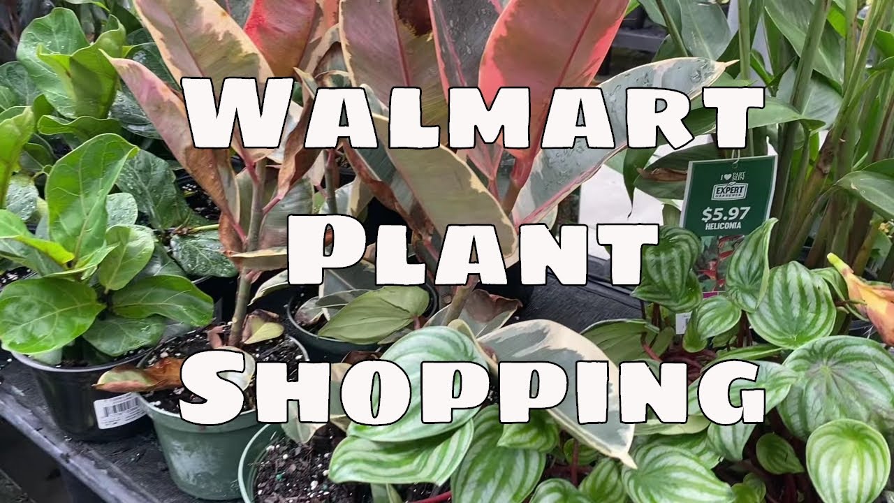 Big Box Walmart Hard to Find House Plants La Jolie Muse Planter Central