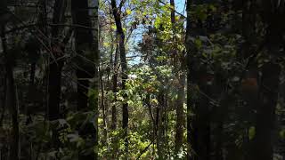 Hidden History in St. Louis County Park - Bee Tree Park in Missouri